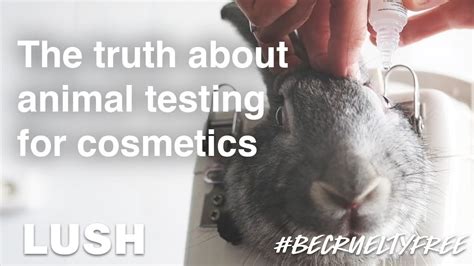 does chanel do animal testing|beauty products test on animals.